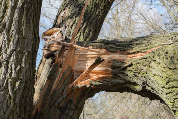 altpappenbaum gebrochen - baumstamm am boden stock-fotos und bilder