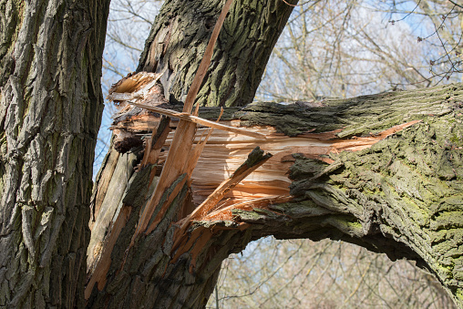 broken fallen old poplar tree