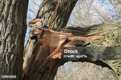 istock broken fallen old poplar tree 1139972909