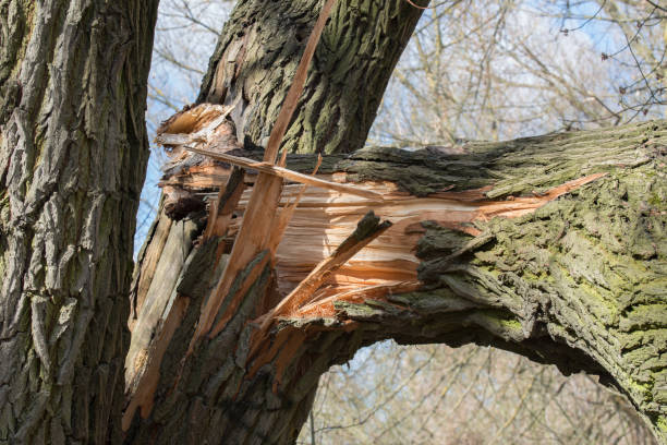 broken fallen old poplar tree stock photo