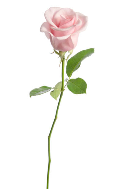 singola rosa rosa isolata su sfondo bianco - long stemmed rose foto e immagini stock