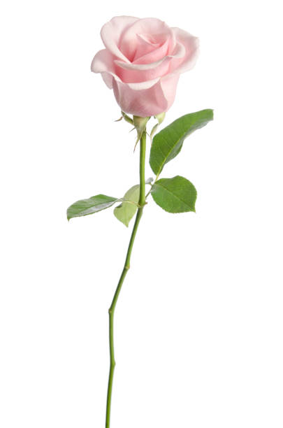 istock single pink rose isolated on white background 1139974369