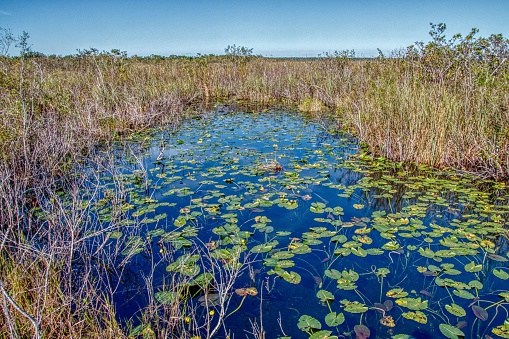 Everglades National Park is located in Southern Florida