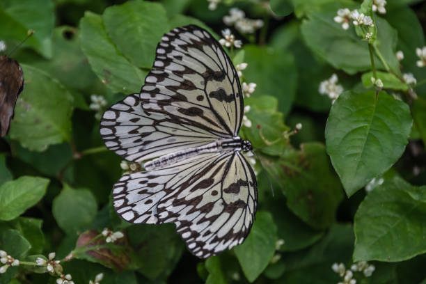 istock The paper kite, rice paper or large tree nymph (Idea leuconoe), a dorsal view 1139974980