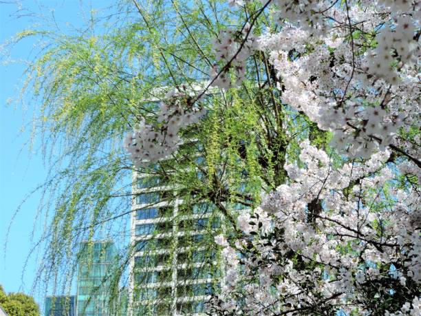 istock New sakura. Cherry blossom in Tokyo. 4 1139976215