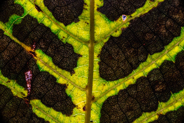Color autumn leaf green red orange yellow macro art abstract