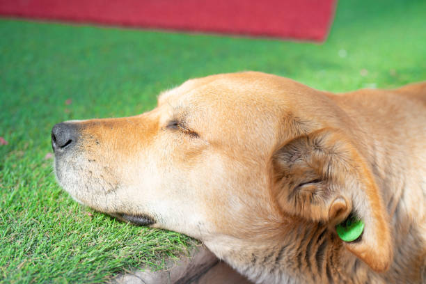 Dog, Bed - Furniture, Pets, Animal, Purebred Dog