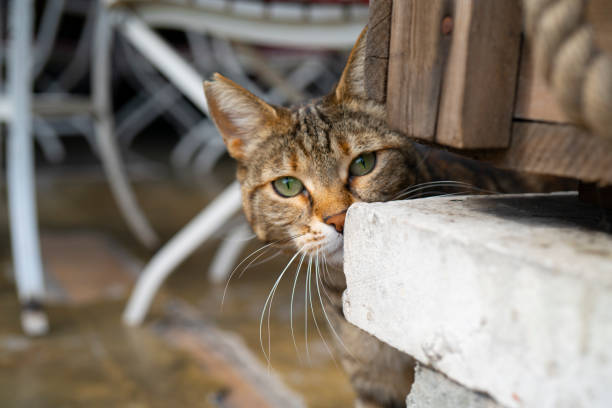 흐림 배경에 큰 눈을 가진 고양이 얼굴 - stray cat 뉴스 사진 이미지