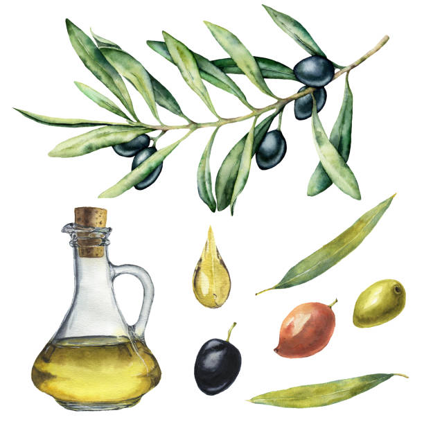 ilustrações, clipart, desenhos animados e ícones de conjunto de aquarela com ramo de oliveira preto e garrafa. entregue a ilustração pintada com bagas de azeitona, o petróleo verde-oliva e as filiais de árvore com as folhas isoladas no fundo branco. para o projeto, a cópia e a tela. - tempera painting paint art bottle