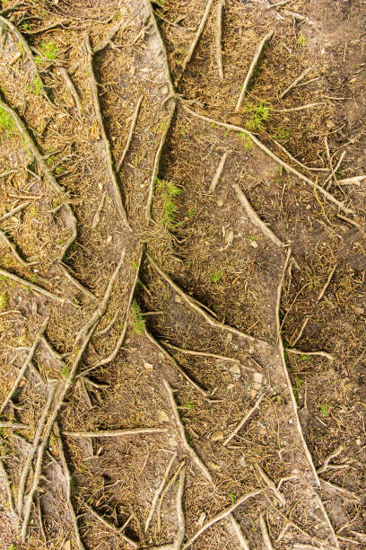 istock A patern view of tree roots with some green vegetation 1139980397
