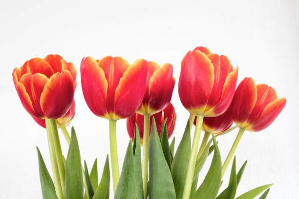 istock red orange tulips in white isolated background 1139981378