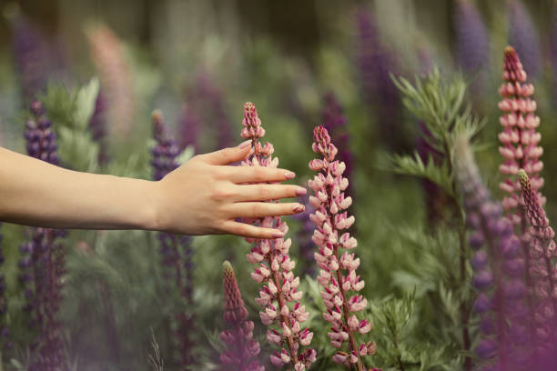 Photo of A girl with a beautiful manicure touches a flower in a field of lupins.