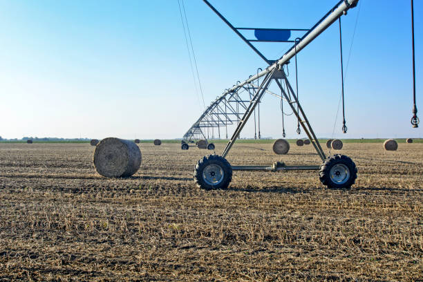 istock Soybean field after harvest 1139985891