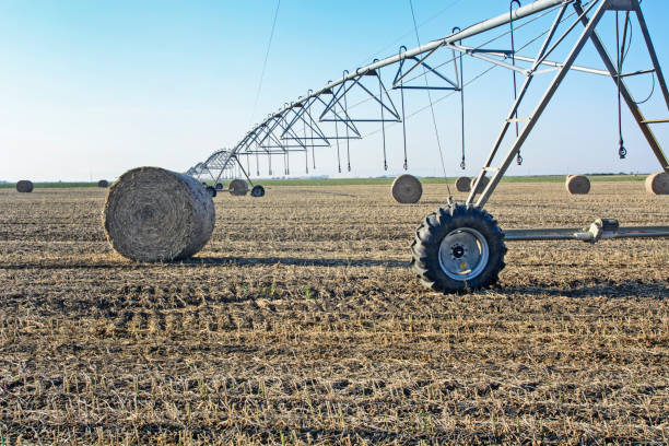 istock Soybean field after harvest 1139985895