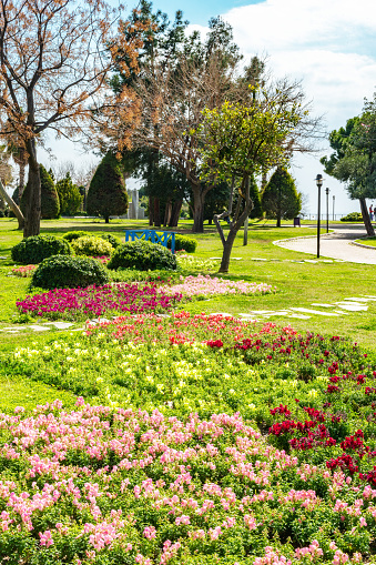 Colorful Spring flowers at public park .