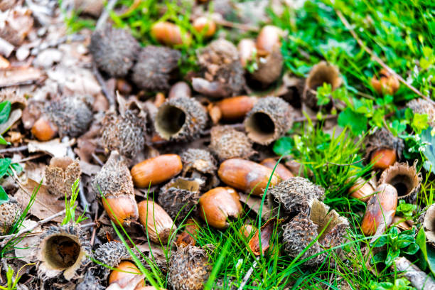 istock Oak acorns and leaves on the ground 1139987231