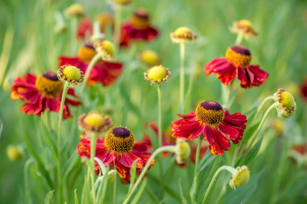 istock Close-up view of helenium flowers 1139987350