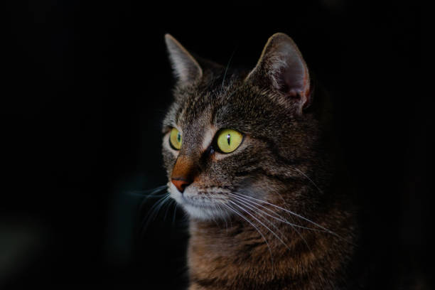 istock Low key tabby cat portrait 1139991850