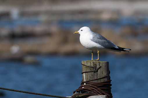 Sunlit Common Seagull, Larus canus, sitting on an old wooden post
