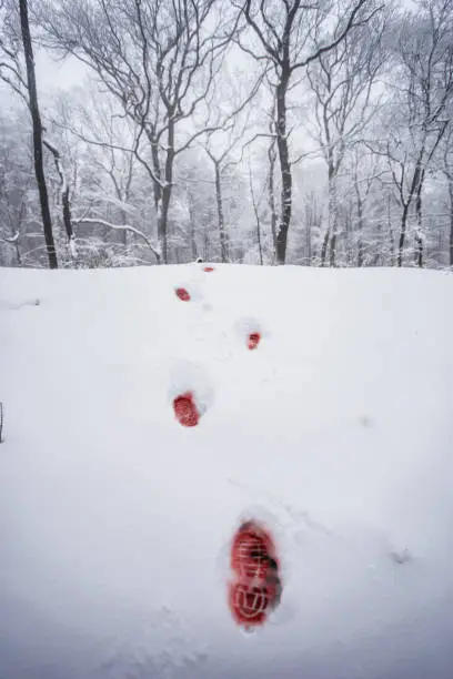 Photo of Bloody trails