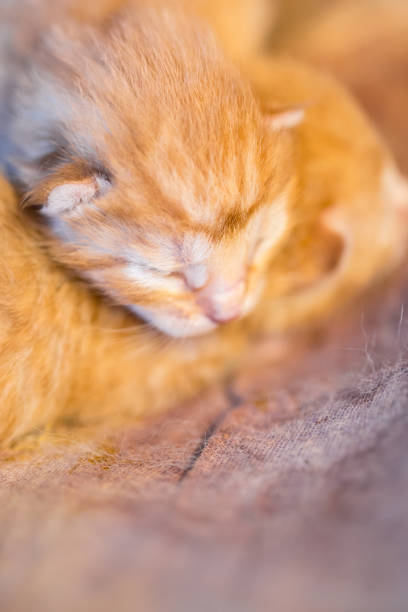 istock Colorful newborn kitten sleep together on blanket. 1139993173