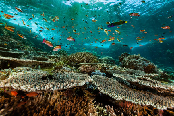 anthias paradise, arrecife de coral duro prístino, parque nacional de komodo, indonesia - tropical fish saltwater fish butterflyfish fish fotografías e imágenes de stock
