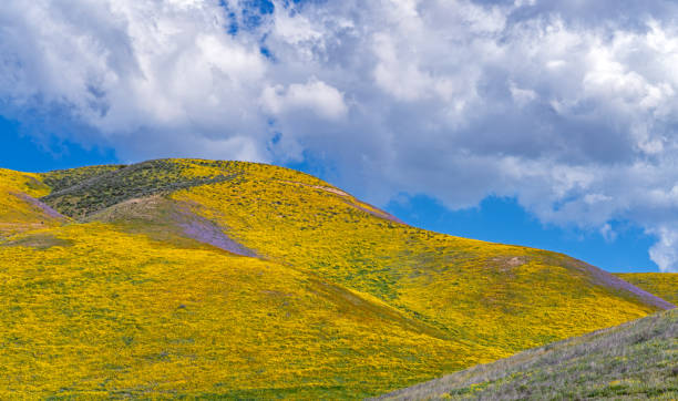 istock Carrizo Plain wildflowers 1139993892