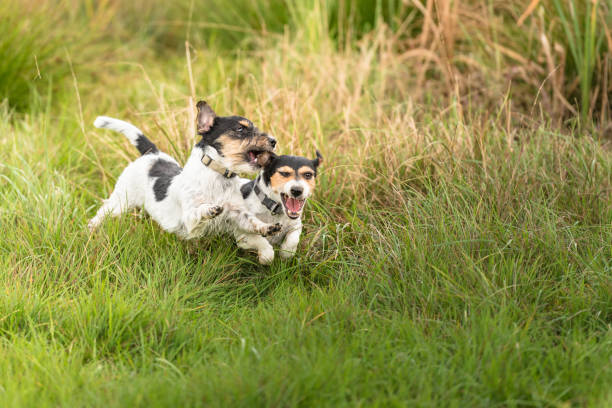 istock Show light aggressive behavior. Actually cute and peaceful Jack Russell Terriers who just exaggerate in the game. 1139995186