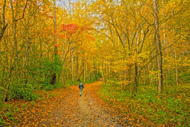 Enjoying a Quiet Walk in the Fall Forest stock photo