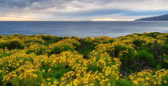 A sea of golden coreopsis frames the view up the coast from Zuma to Sequit Point from Point Dume Nature Preserve