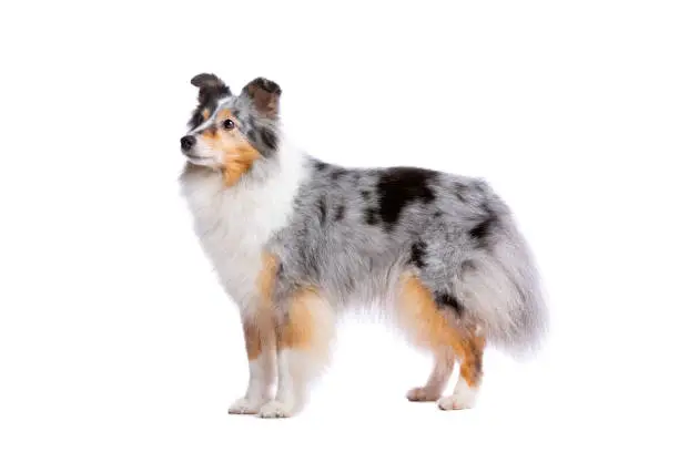 Shetland Sheepdog in front of a white background