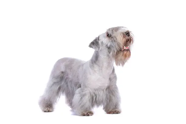 Cesky Terrier or Bohemian Terrier in front of a white background