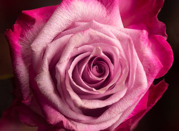 Close up Photography of Full Bloom Pink Rose Against Black Background stock photo