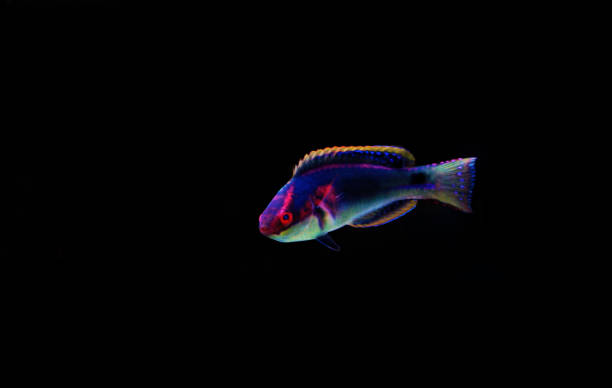 istock Exquisite Fairy Wrasse - (Cirrhilabrus exquisitus) 1140001342