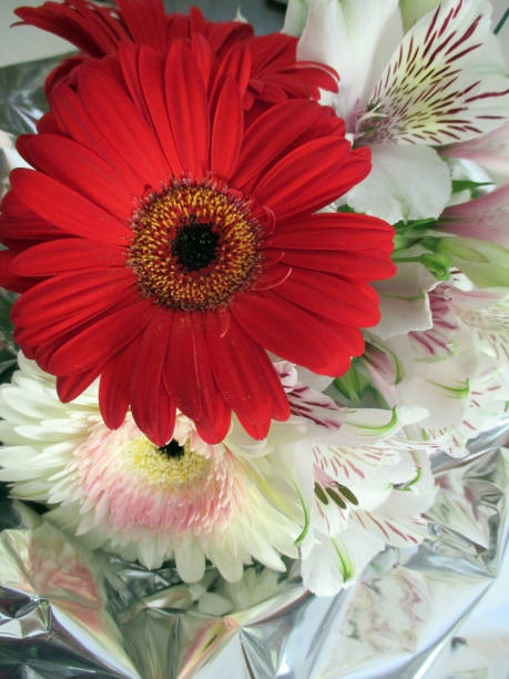 istock Bouquet of white and red Gerberas 1140003595