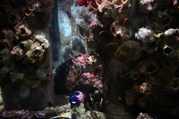 istock living under the sea 1140006928
