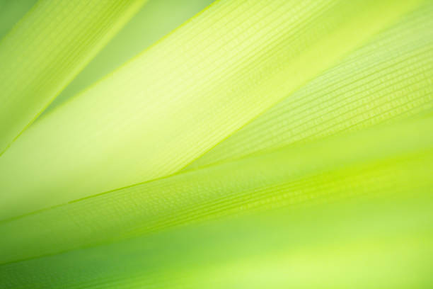 Green nature background. Macro view of green leaf texture under sunlight for natural and fresh wallpaper concept