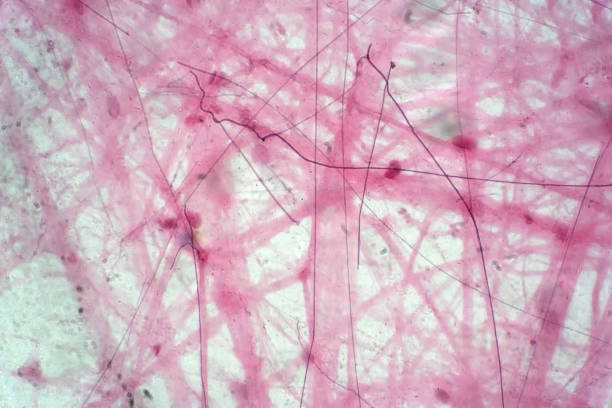 istock Areolar connective tissue under the microscope view. Histological for human physiology. 1140012059