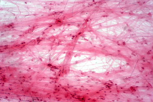 Areolar tejido conjuntivo bajo la vista del microscopio. Histológico para la fisiología humana. photo