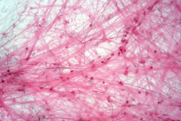 istock Areolar connective tissue under the microscope view. Histological for human physiology. 1140012085