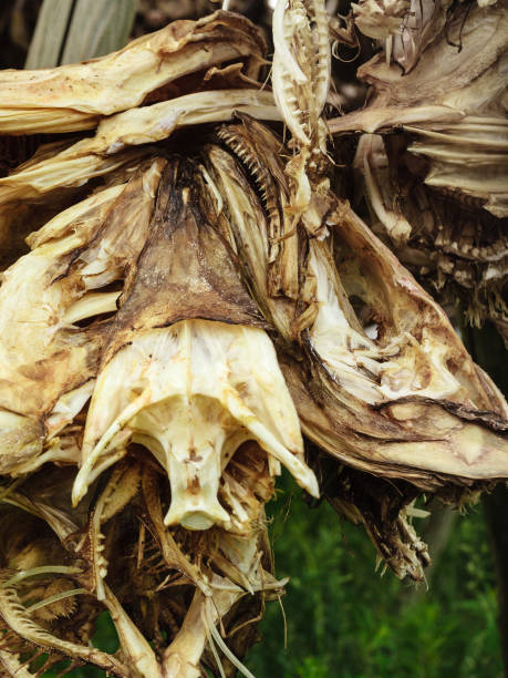 istock Cod stockfish drying on racks, Lofoten islands Norway 1140013110