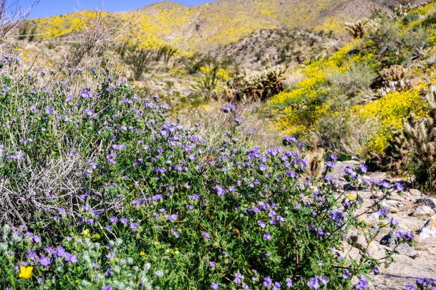 istock Phacelia (Phacelia crenulata) wildflowers blooming in Anza Borrego Desert State Park during a spring super bloom; Pygmy poppies wildflowers covering the hills in the background; California 1140014909