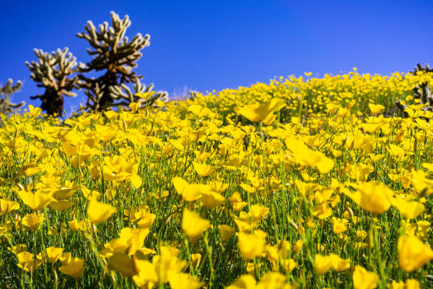 feld der pygmäen-mohnblumen (eschscholzia minutiflora), der während einer superblüte im anza borrego desert state park, südkalifornien wächst - wildflower california desert spring stock-fotos und bilder