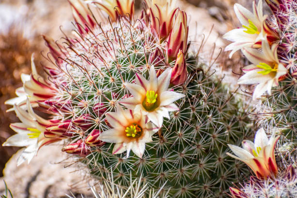 mammillaria dioica (également appelé cactus à la fraise, cactus de hameçon de californie, coussinet de fraise ou cactus de hameçon) fleurissant dans le parc d’état de anza borrego desert, en californie du sud - mammillaria cactus photos et images de collection