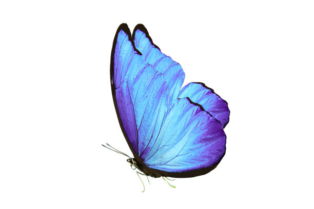 istock beautiful butterfly with blue wings and paws. isolated on white background 1140015048
