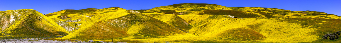 Panoramic view of mountains covered in wildflowers, Carrizo Plain National Monument, Central California