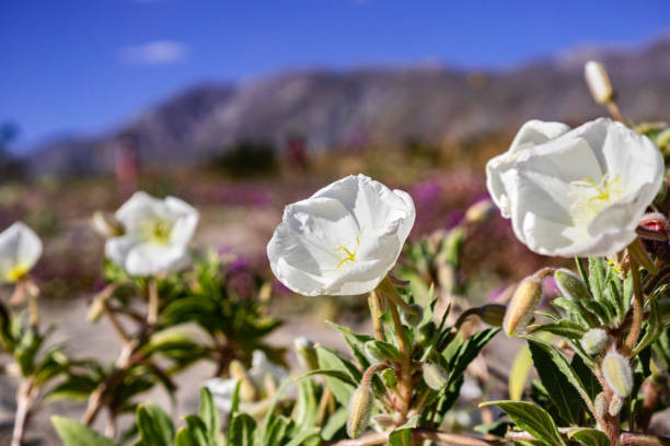 dune evening primrose (oenothera deltoides) wildflowers blooming in anza borrego desert state park during a super bloom, south california - seldom imagens e fotografias de stock