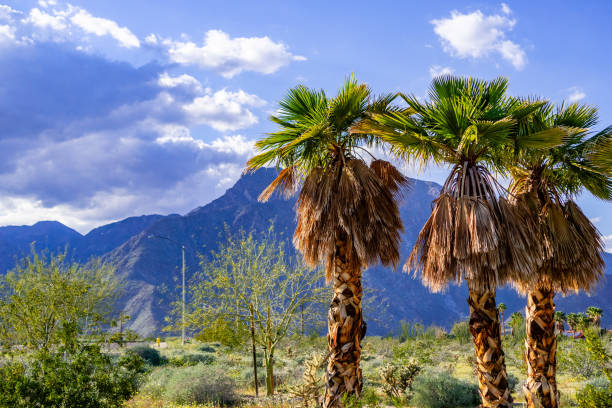 A group of palm trees in Borrego Springs, California A group of palm trees in Borrego Springs, California borrego springs photos stock pictures, royalty-free photos & images