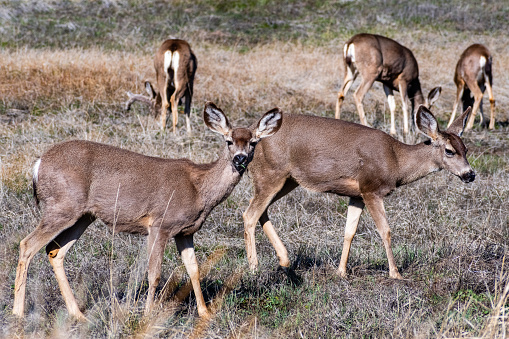 A group of black-tailed deer on a meadow, south California