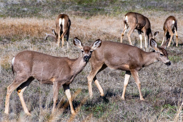 grupa jelenia czarnoogoniastego na łące w południowej kalifornii - mule deer zdjęcia i obrazy z banku zdjęć